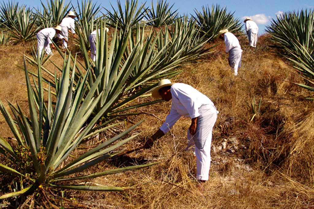 estado de Yucatán